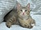 Playful tabby with white kitten european shorthair at home on sofa