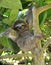 Playful three toe sloth sitting in tree,costa rica