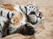 Playful tiger laying on the sand