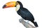 Playful toucan