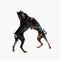 playful two dobermann dogs standing on behind legs and playing