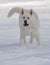 Playful White Akita in the Snow