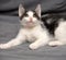 Playful white with black kitten on a gray background