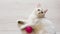 A playful white British cat, lies on a light floor, with a skein of purple yarn