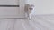 A playful white British cat peeks out from behind a white door and runs inside.