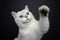 playful white british shorthair cat raising paw