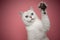 playful white cat with blue eyes raising paw on pink background
