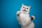 playful white cat playing dancing on blue background