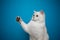 playful white cat raising paw showing claws on blue background