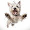 Playful White Dog Leaping With Joy - Funny Terrier Portrait