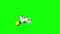 Playful White kitten chroma key HD