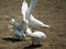 Playful white pigeons