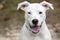 Playful white Pit Bull Terrier mix puppy dog outside panting tongue