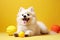 Playful White Spitz Dog Enjoying with Toy Against Soft Yellow Wall