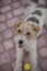 Playful Wired fox terrier dog