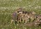 Playful Wolf Puppies in Wildflowers