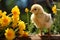 A playful yellow chick among flowers on a sunny spring day