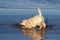 Playful yellow labrador puppy