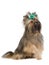 Playful Yorkshire Terrier