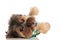 Playful yorkshire terrier lying in an elegant costume on side