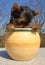 Playful Yorkshire terrier puppy in a garden pot looking inside