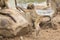 Playful young baboon looking for trouble in nature rock