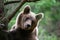 Playful young brown bear in turn while climbing tree in green forest in summer