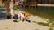 Playful young dog waking with owner by the small pond. Stock footage. Man and his dog on a walk on a summer day.
