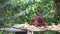 Playful Young Orangutan Eating at Feeding Station