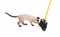 Playful young Siamese cat trying to catch a broom