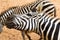 Playful zebra