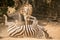 Playful zebra in the dust