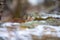 Playfull eurasian lynx hiding in the forest at early winter