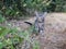 Playfull kitten in garden