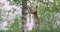 Playfull lynx cat cub climbing down a tree in the forest