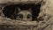 Playfully Dark Illustration: Cat Peeking Through Stump Hole