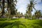 Playground - football field among palm trees in the tropics