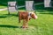 Playground with rocking cow in German Alps