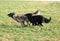 Playing belgian shepherd