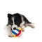 Playing Border Collie puppy