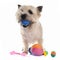 Playing cairn terrier