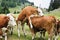 Playing cows at Dobrac, Carinthia, Austria