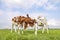 Playing cows love cuddling in a field under a blue sky, two calves rubbing heads, lovingly and playful, fighting or playing