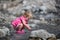 Playing in the Creek