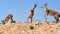 Playing desert goats at Ein Avdat NAtional Park