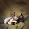 Playing devon rex kittens