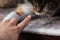 Playing with domestic cat on who first touch the other. CatÂ´s paw versus my finger. Who will win. Fast felis catus domesticus or