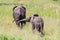 Playing elephants in Tarangire Park, Tanzania