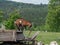 Playing goats on pasture