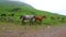 Playing horses graze in the mountains